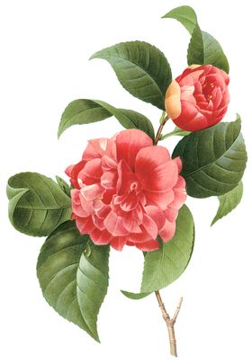 植物花卉油画装饰画