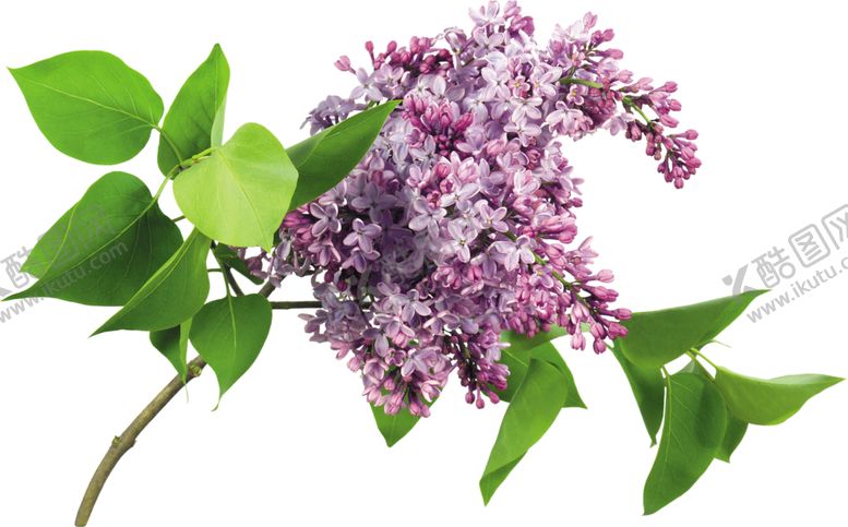 编号：64182806290554443454【酷图网】源文件下载-丁香花
