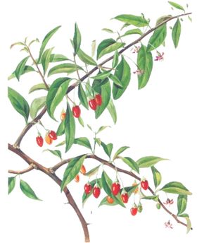 手绘枸杞子