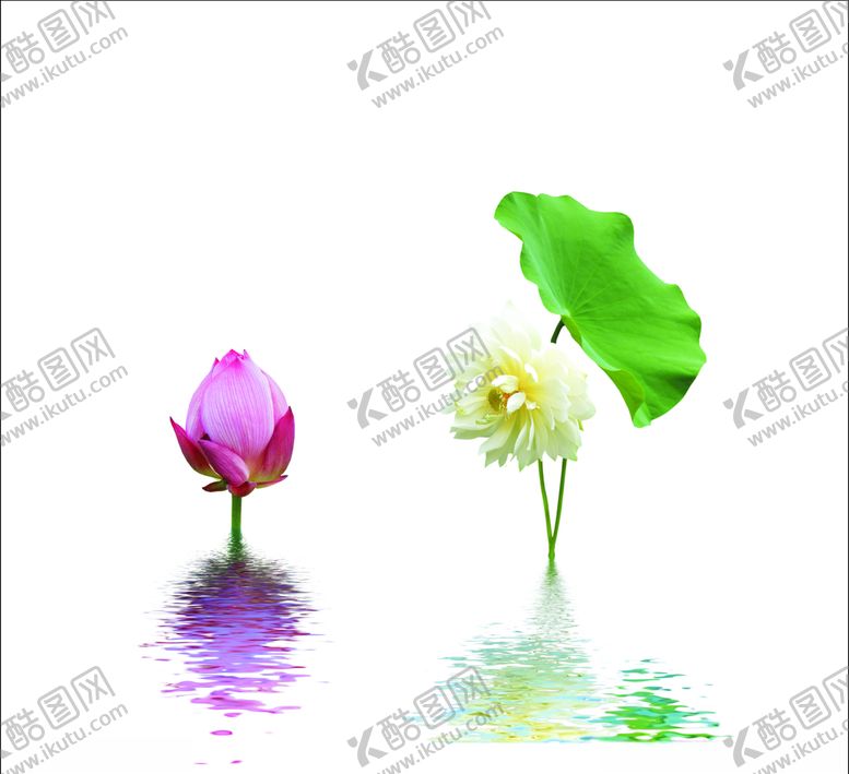 编号：20554310170626456113【酷图网】源文件下载-荷花