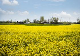 油菜花艺术字