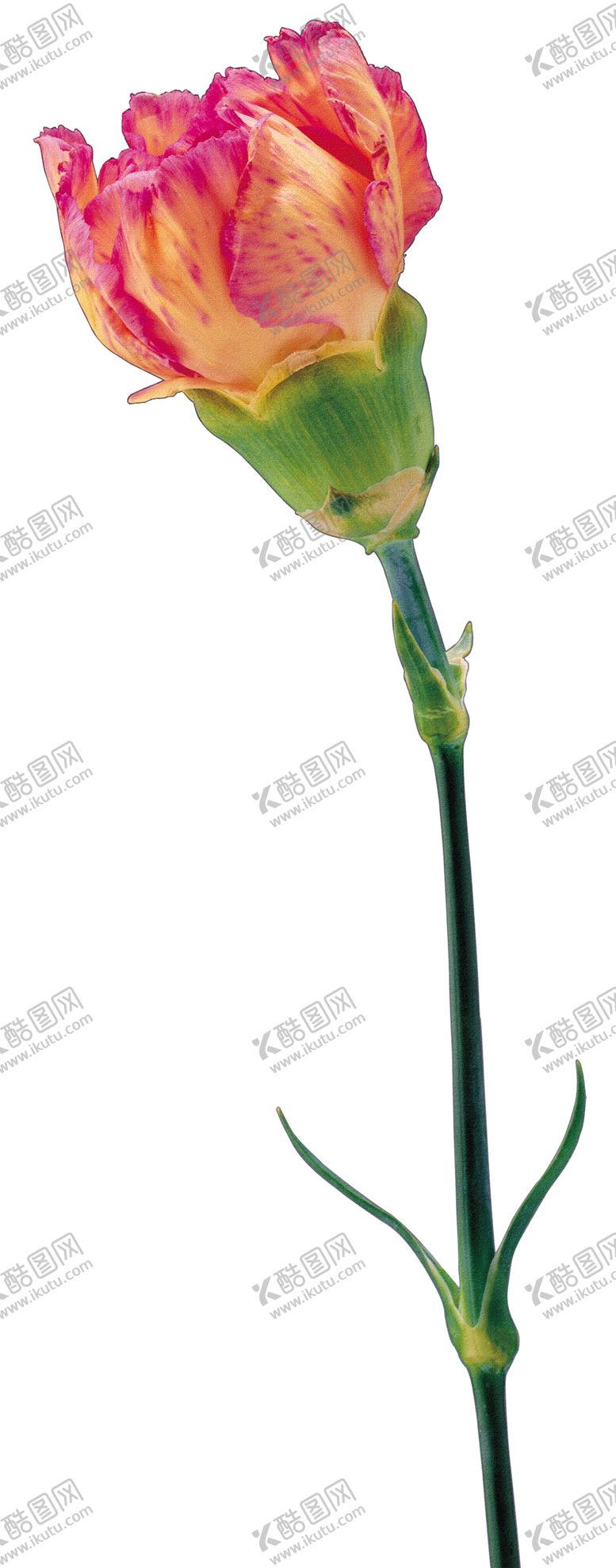 编号：63464410270225325042【酷图网】源文件下载-鲜花素材