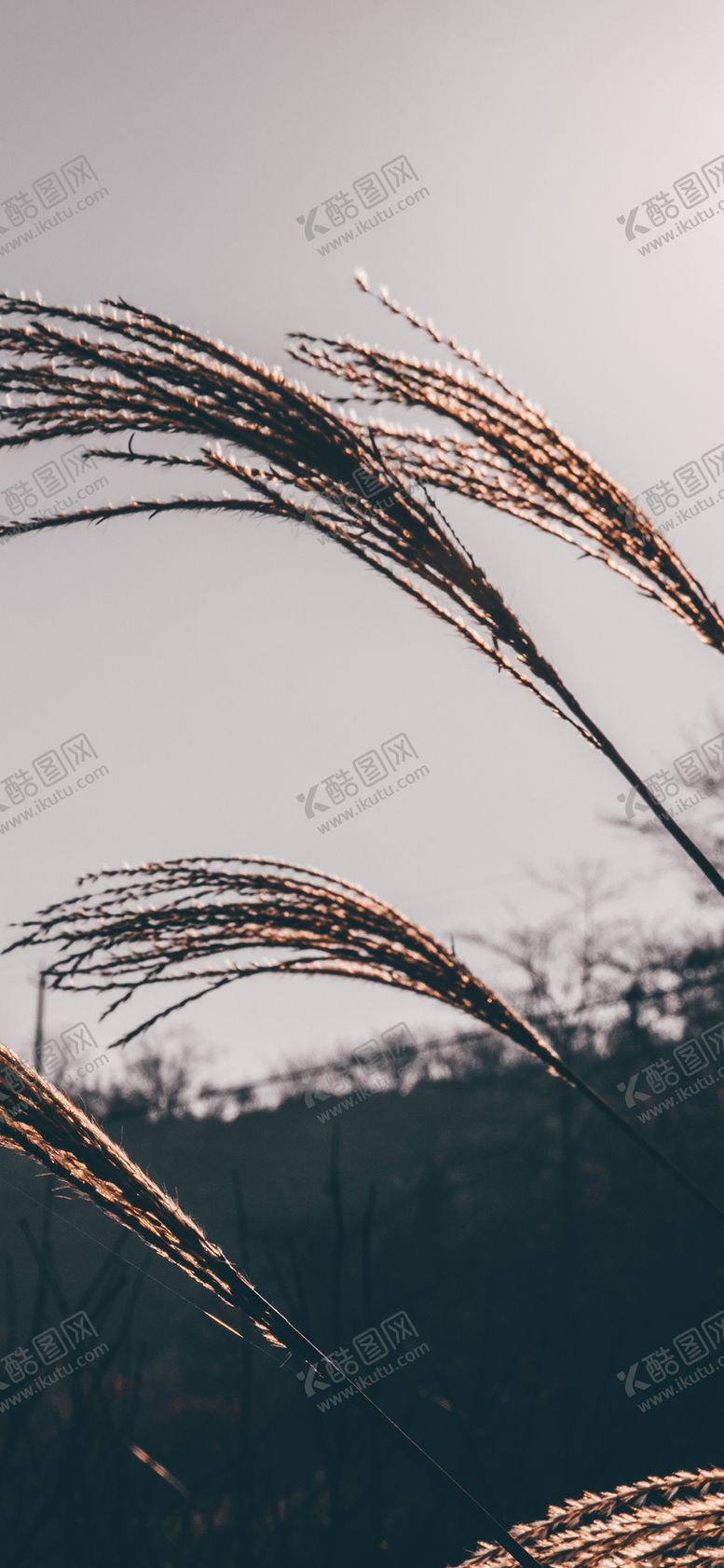编号：70216706280329342006【酷图网】源文件下载-手机壁纸