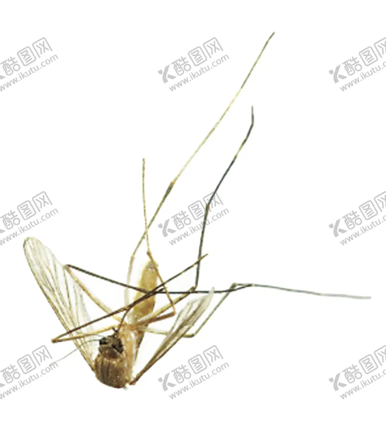 编号：18342004091429208998【酷图网】源文件下载-蚊子