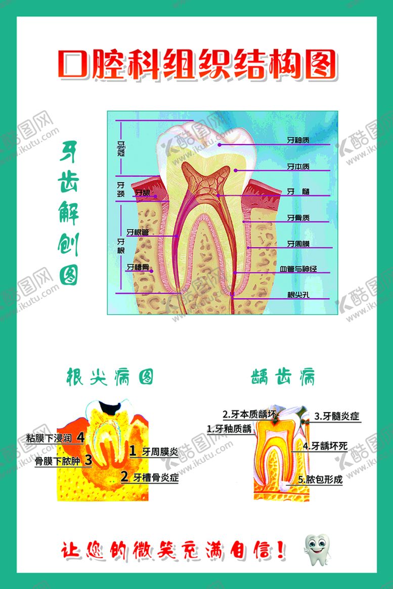编号：21347909131552402469【酷图网】源文件下载-口腔组织结构