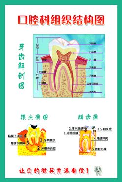 口腔组织结构