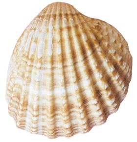 贝壳