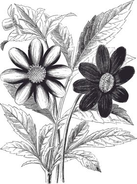 线描植物