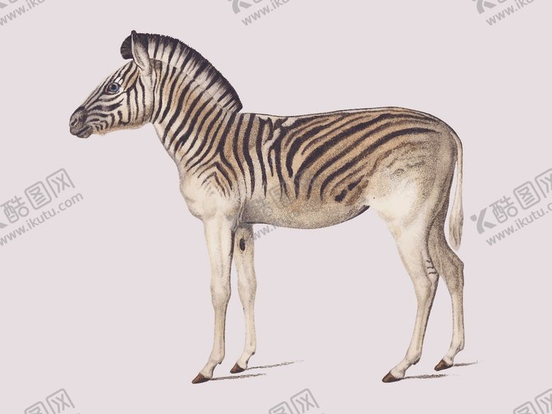 编号：51390709122225424988【酷图网】源文件下载-动物