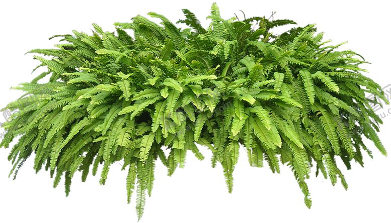 编号：20211010051026152996【酷图网】源文件下载-绿色装饰