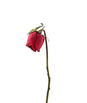 免抠背景干花枯花