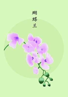 蝴蝶兰