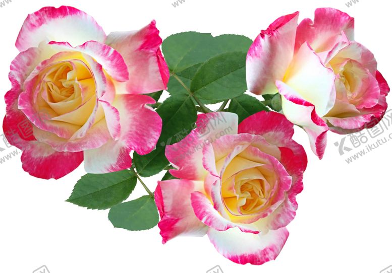 编号：88115409090722438756【酷图网】源文件下载-玫瑰花