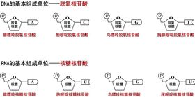 脱氧核苷酸和核糖核苷酸