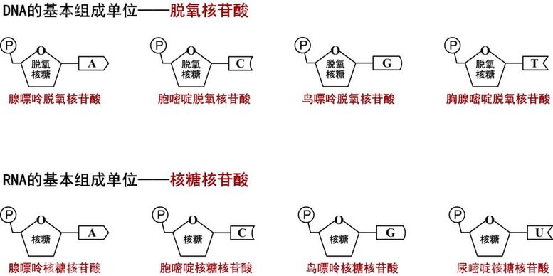 编号：75591912022210211230【酷图网】源文件下载-脱氧核苷酸和核糖核苷酸