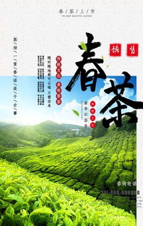 春茶单页天新上市
