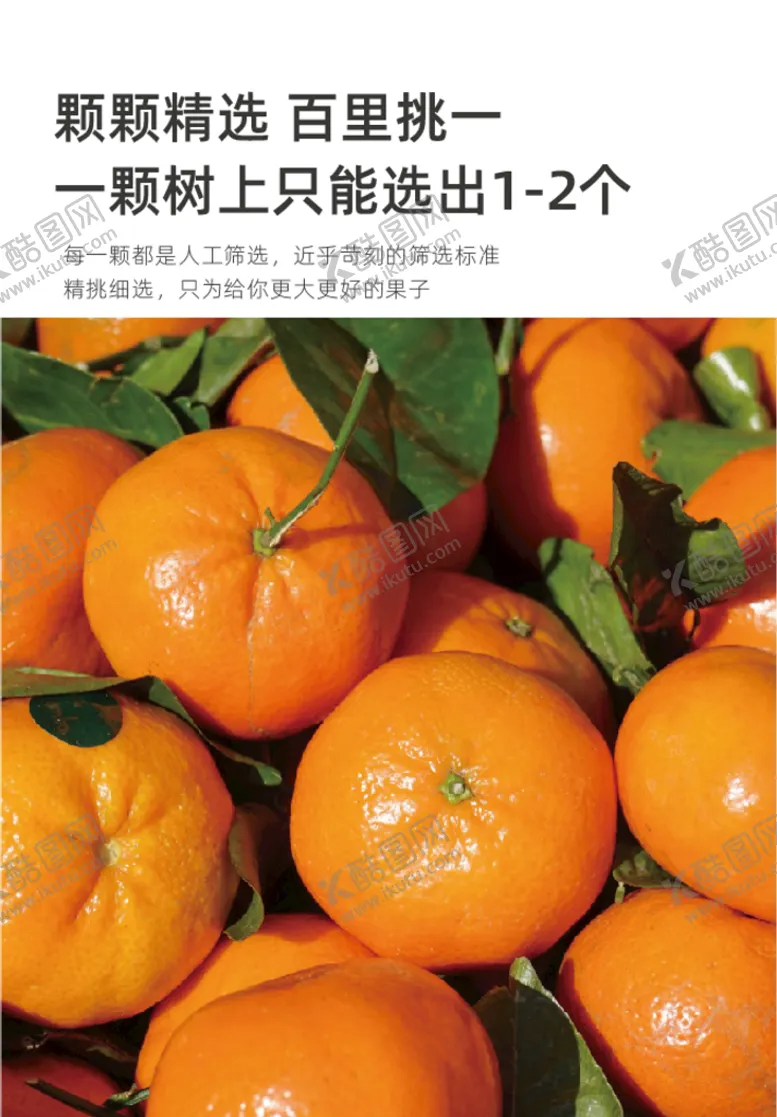 编号：89124610012221435023【酷图网】源文件下载-沃柑