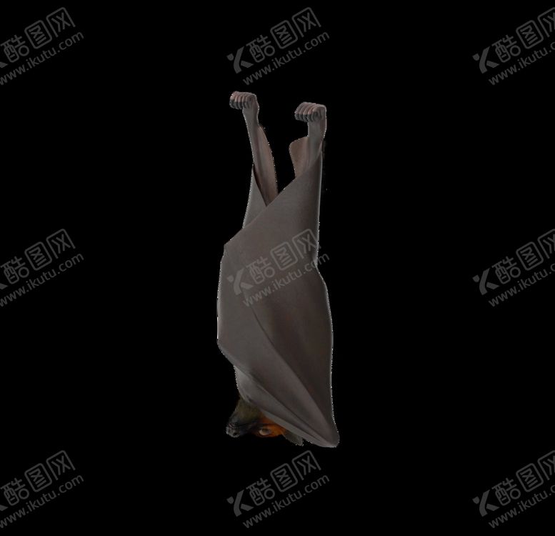编号：50661509280101372539【酷图网】源文件下载-倒挂蝙蝠