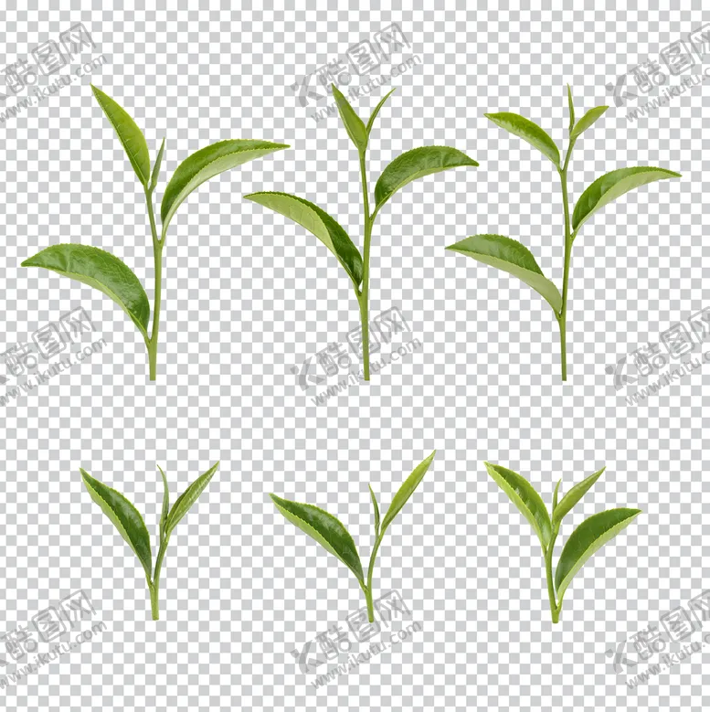 编号：45908109141632278403【酷图网】源文件下载-茶叶茶饮茶园