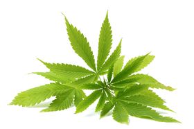 小清新植物