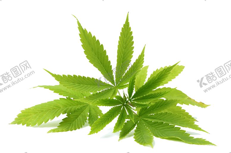 编号：67315706241647273736【酷图网】源文件下载-小清新植物