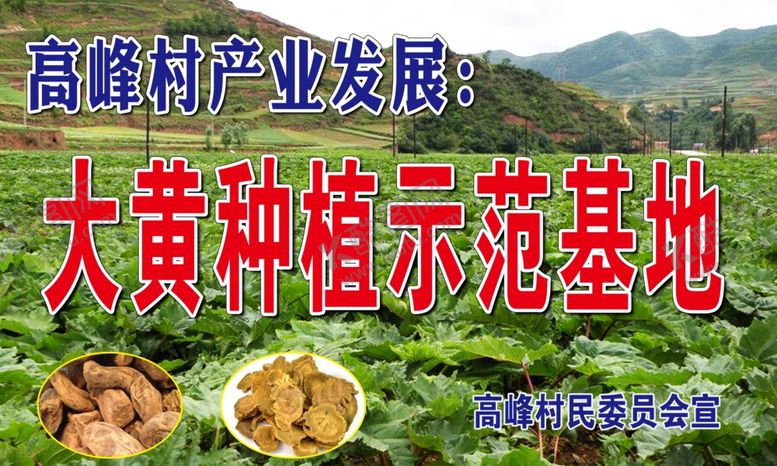 编号：20584009191707545492【酷图网】源文件下载-大黄种植基地