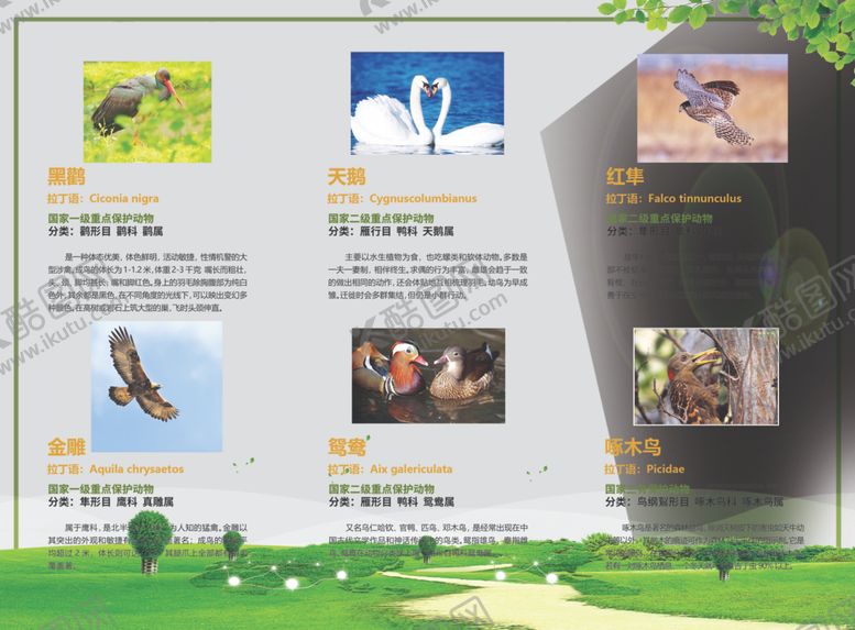 编号：83488110110001556325【酷图网】源文件下载-鸟类保护折页反面