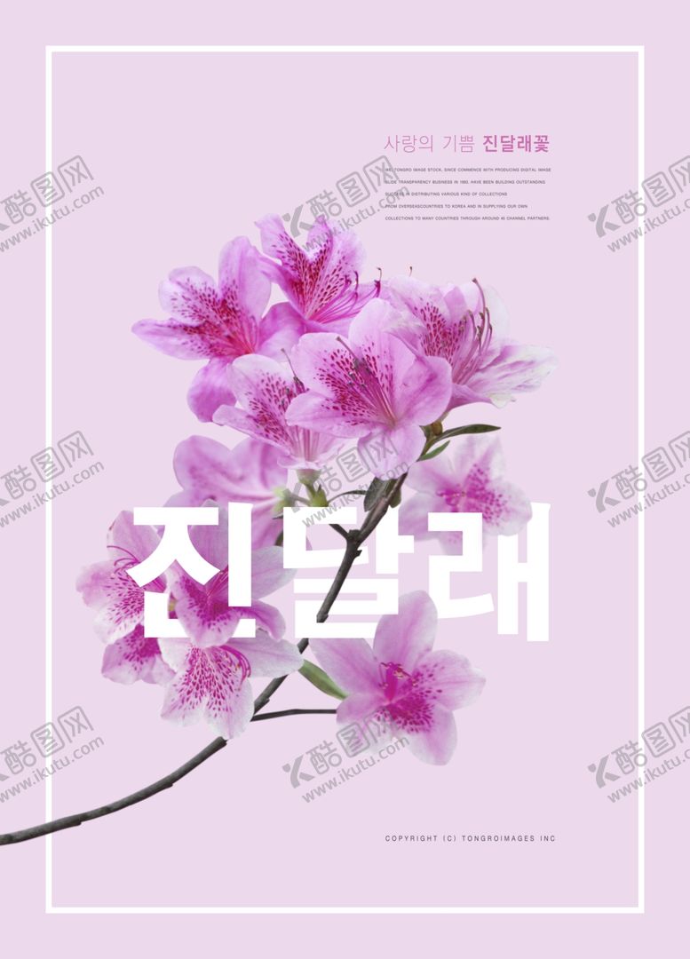 编号：10007207020227072343【酷图网】源文件下载-鲜花海报