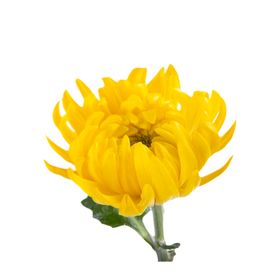菊花素材