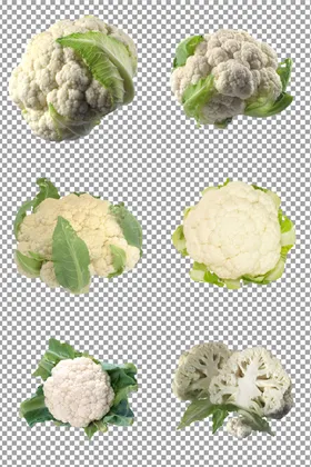 白花菜
