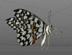 C4D模型蝴蝶