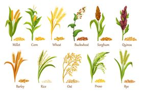 草谷类作物种植堆谷物种子