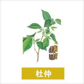 草本植物药材图片
