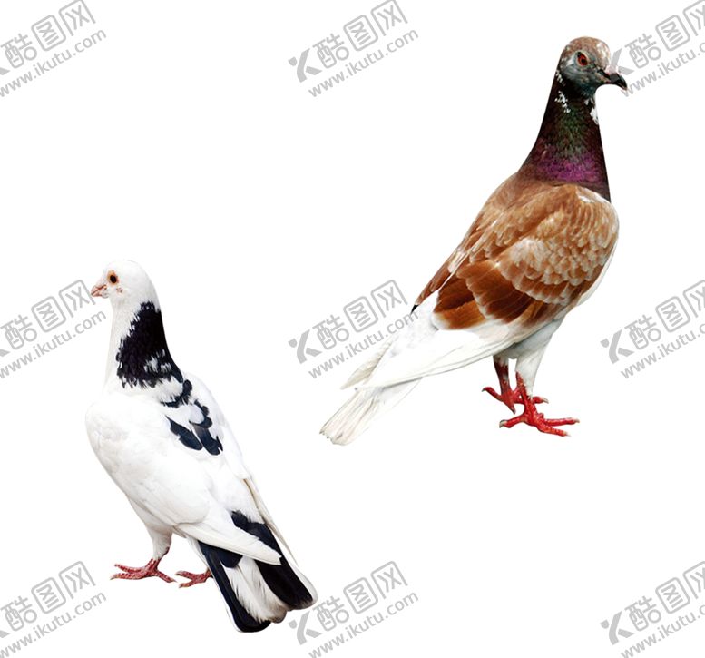 编号：49222106300346274276【酷图网】源文件下载-鸽子