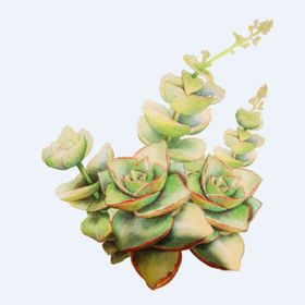 png格式植物花卉手绘素材多肉型朵插图