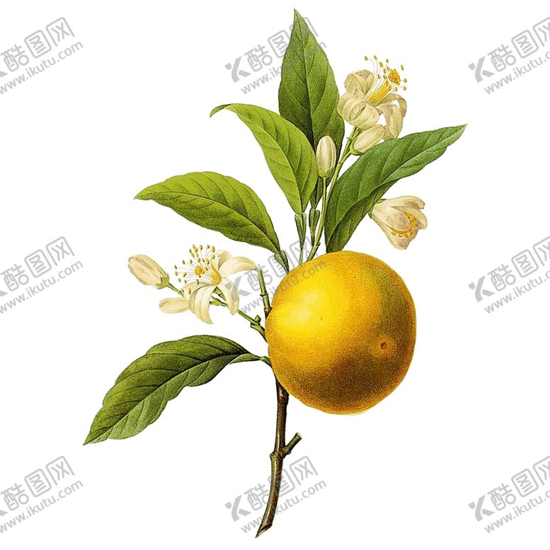 编号：72201409181813531895【酷图网】源文件下载-水果