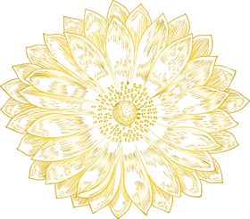 鲜花素材康乃馨风信子装饰