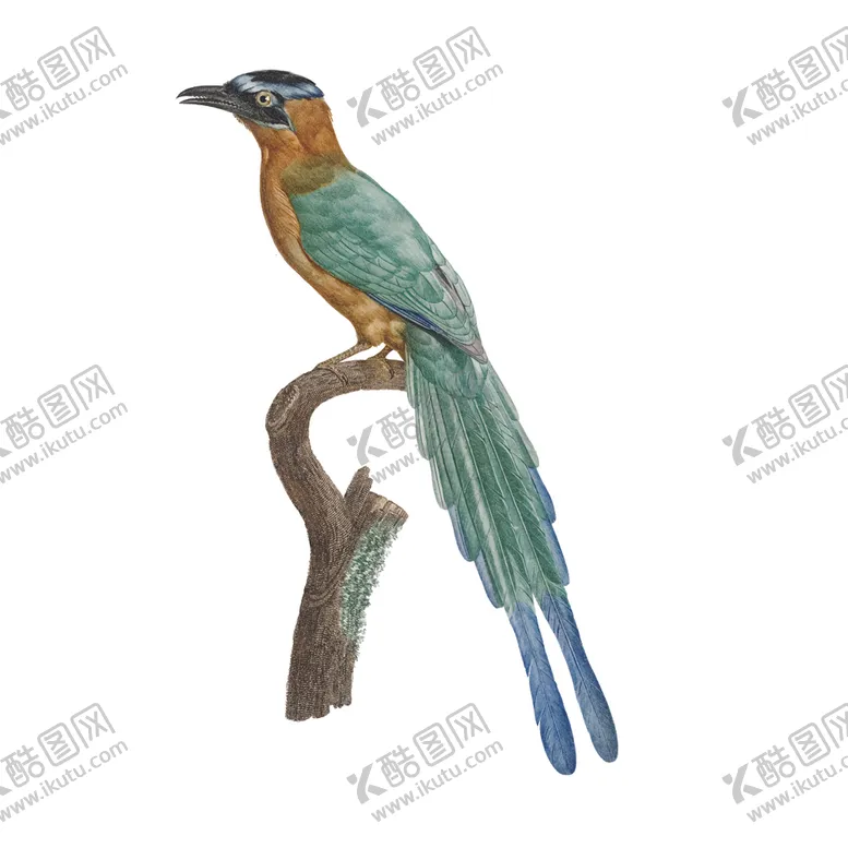 编号：43456704282337454616【酷图网】源文件下载-鸟类插画