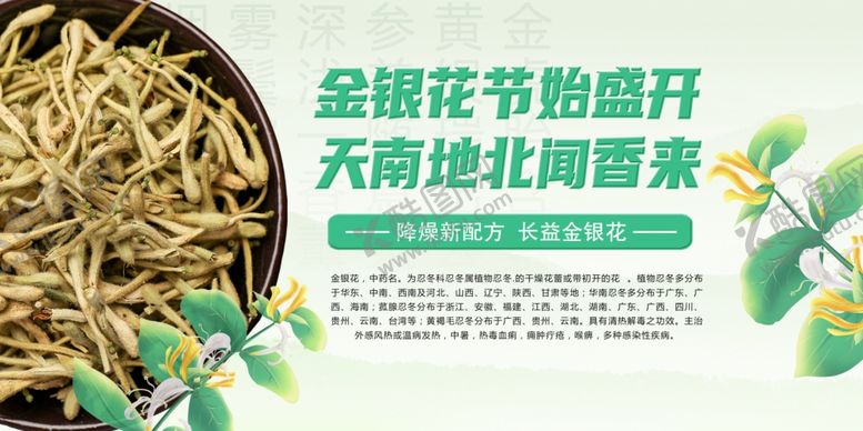 编号：21343110210610191747【酷图网】源文件下载-金银花海报