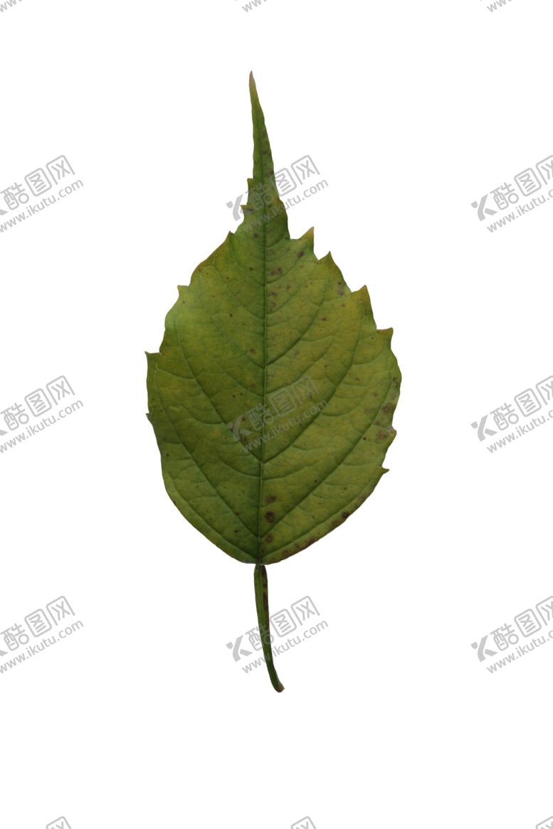 编号：38939510101654279414【酷图网】源文件下载-树叶