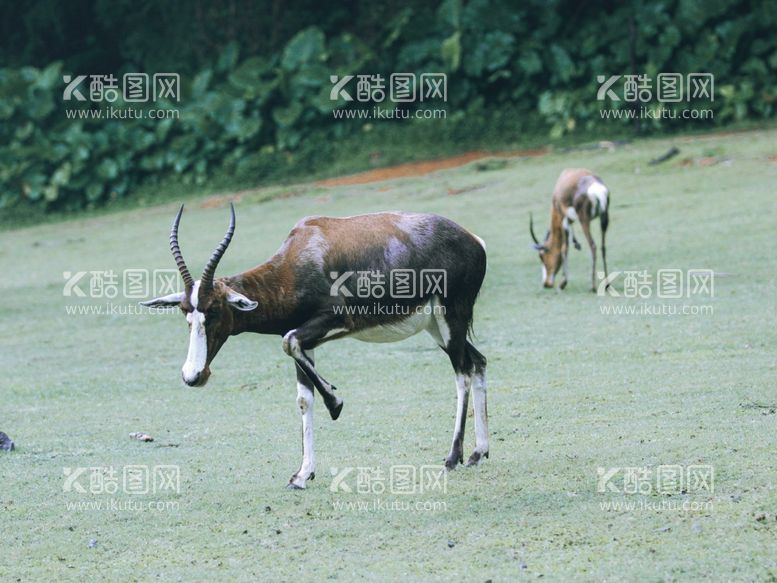 编号：28063912221257568206【酷图网】源文件下载-羚羊