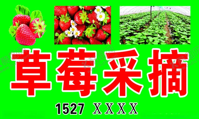 编号：50437501170026232355【酷图网】源文件下载-草莓采摘