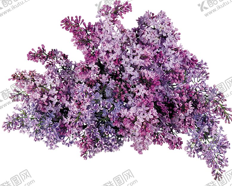 编号：83995509201723504439【酷图网】源文件下载-鲜花素材