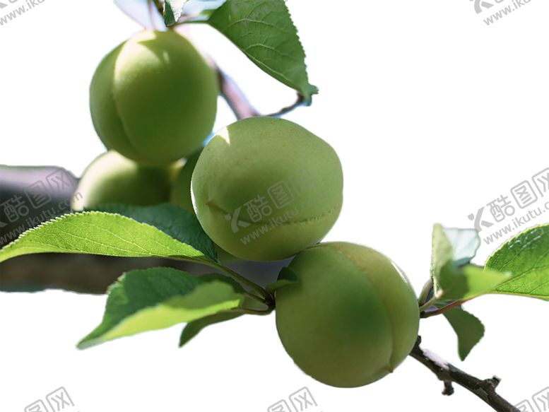 编号：62406310101847476693【酷图网】源文件下载-水果