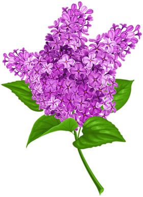 丁香花