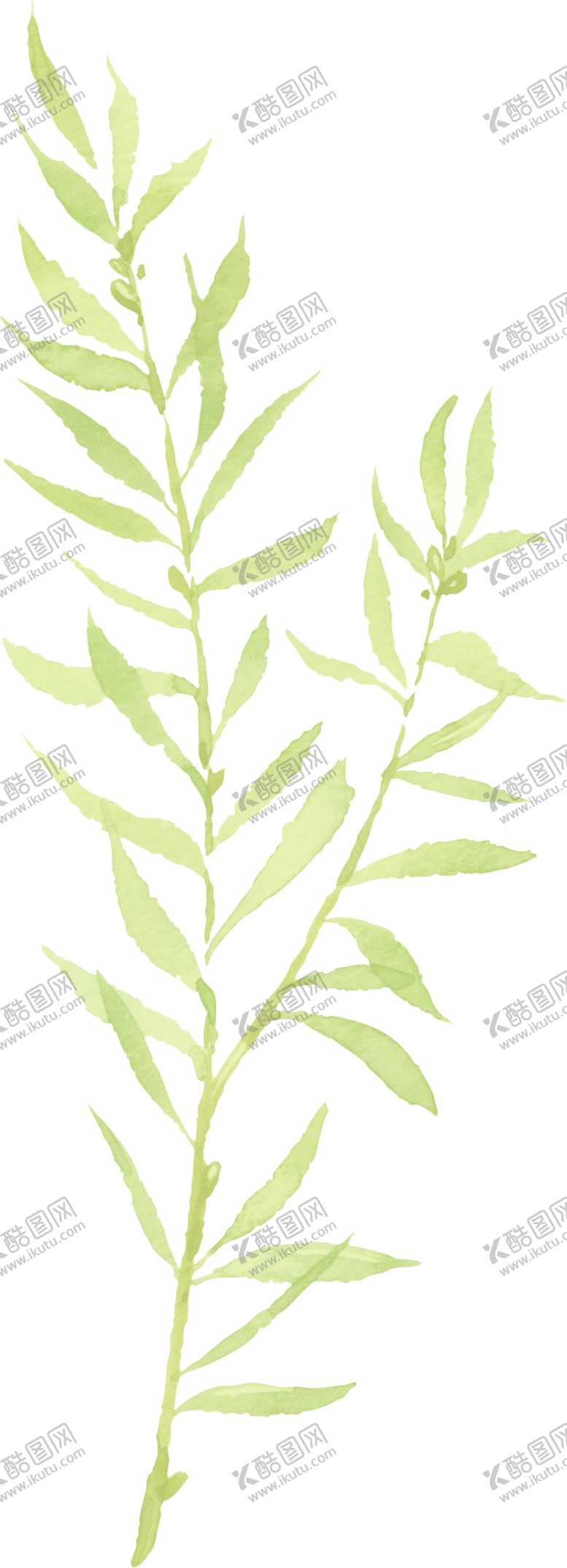 编号：86203303091824097094【酷图网】源文件下载-水彩植物