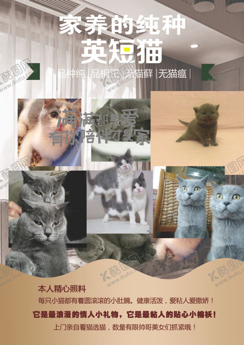 编号：95482501281714203084【酷图网】源文件下载-猫