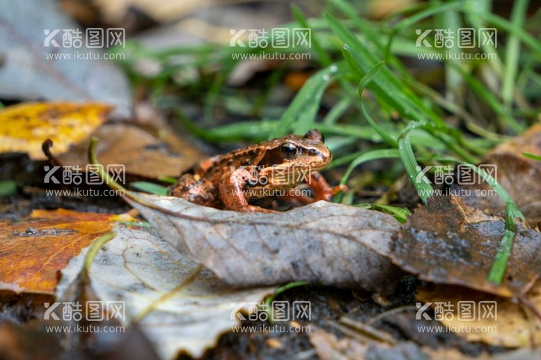 编号：33557412211157343749【酷图网】源文件下载-青蛙