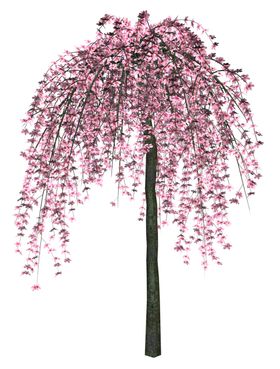 樱花