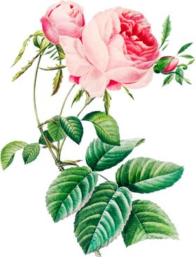 手绘花草植物素材图片